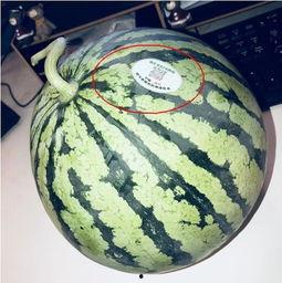 温县网红吃瓜,瓜香四溢引网友热议